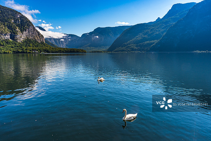 奥地利哈尔施塔特湖上的天鹅图片素材