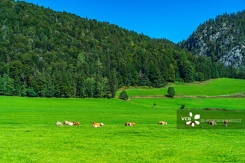 奥地利哈尔施塔特附近农场上的乡村牛群图片素材
