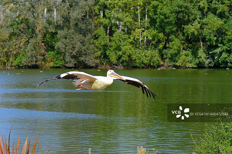 飞行中的鹈鹕图片素材