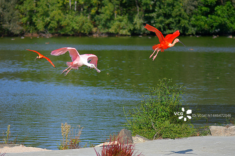 飞行时，鹮和琵鹭伸展颈部和腿图片素材