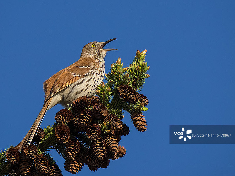 棕色长尾缝叶莺在蓝天下歌唱图片素材