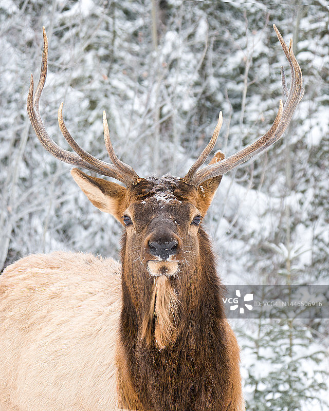 公麋鹿/马鹿（鹿科）冬季肖像图片素材