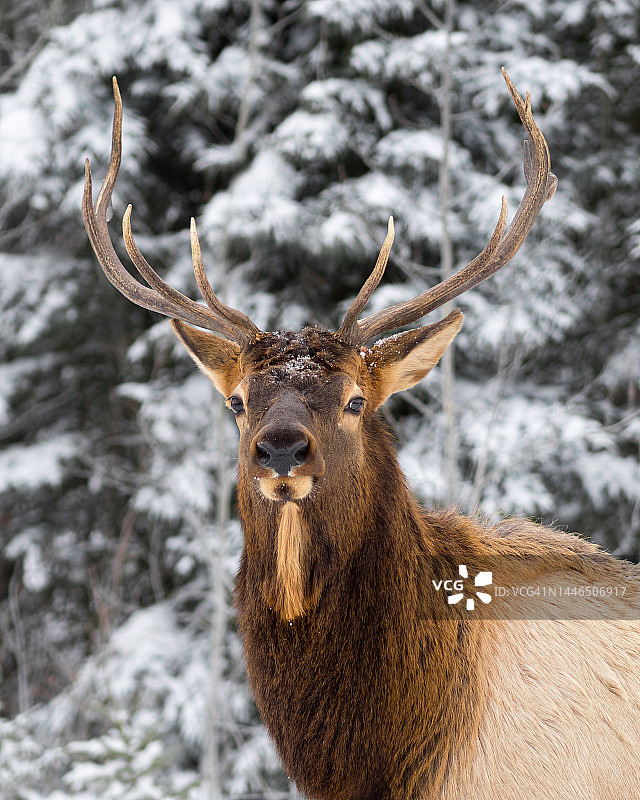 麋鹿（马科动物）肖像图片素材