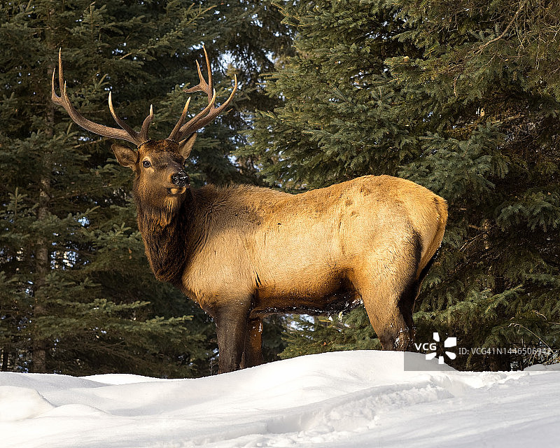 寒冷冬日环境下的雄麋/马鹿（Cervidae）图片素材