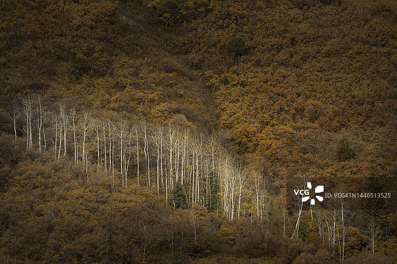季节末的白杨树图片素材