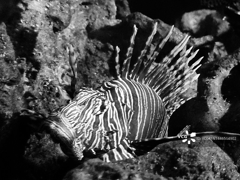 黑白狮子鱼图片素材