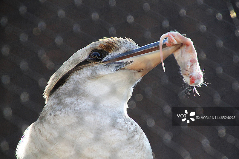 鸟吃老鼠图片素材