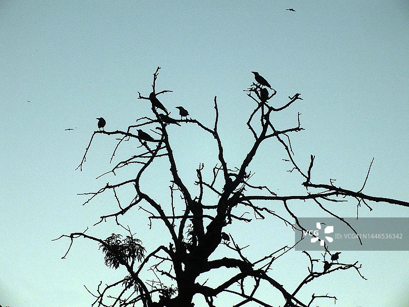 鸟儿傍晚归巢图片素材