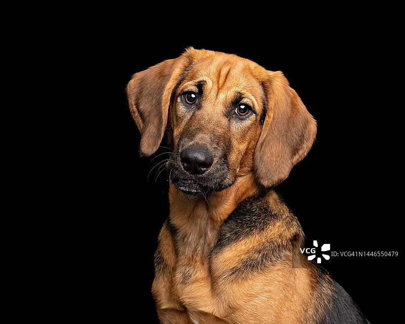 混血犬：工作室照片，表情严肃图片素材