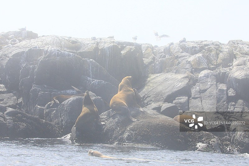 Race Rocks的野生动物图片素材