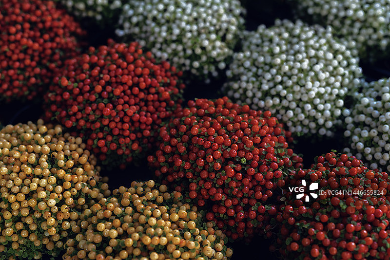 色彩缤纷的珊瑚珠植物（Nertera granadensis）特写图片素材