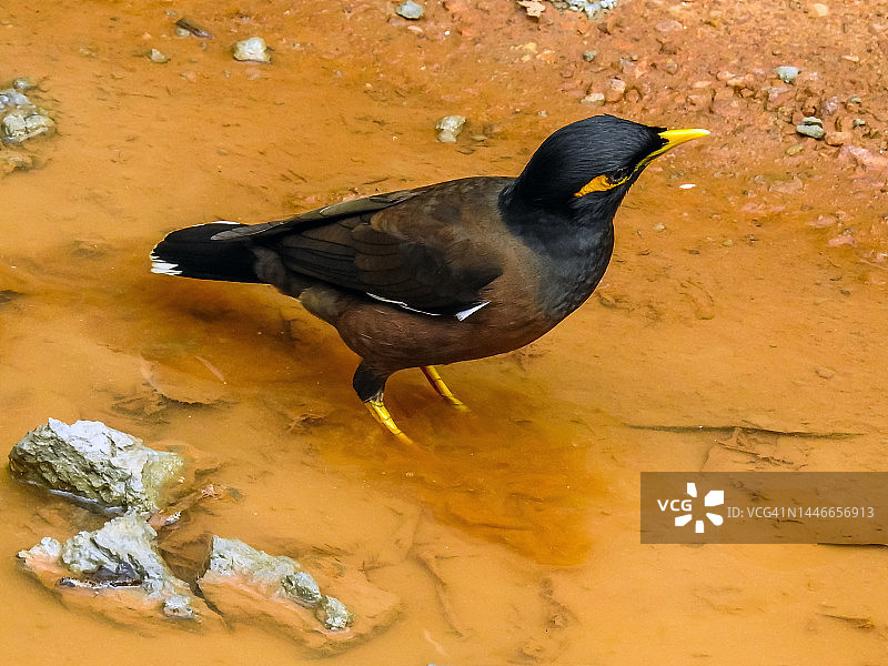 普通八哥图片素材