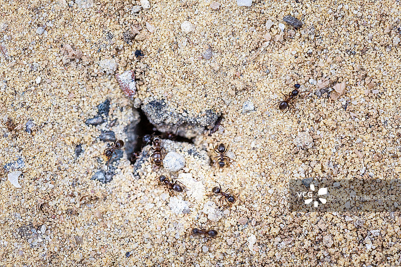 蚂蚁窝特写图片素材