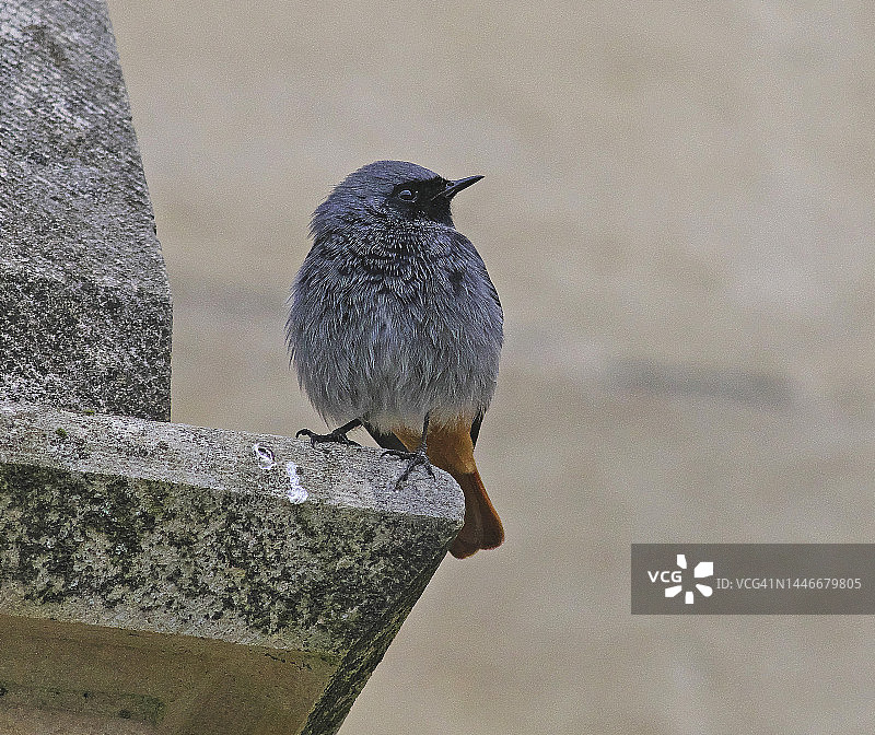 黑红尾鸲图片素材