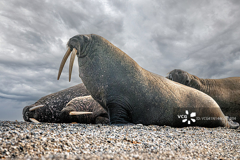 斯瓦尔巴特群岛海象图片素材