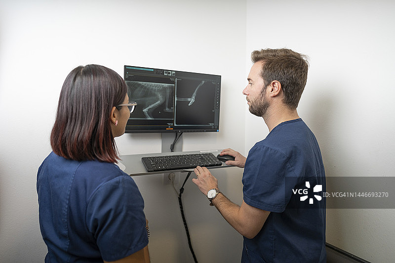 兽医在诊所用电脑检查X光片图片素材