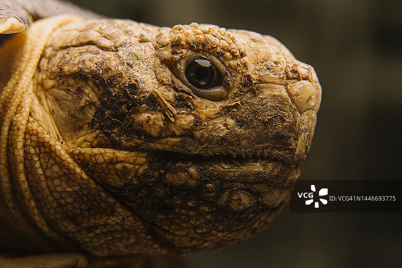 黄色龟头特写图片素材