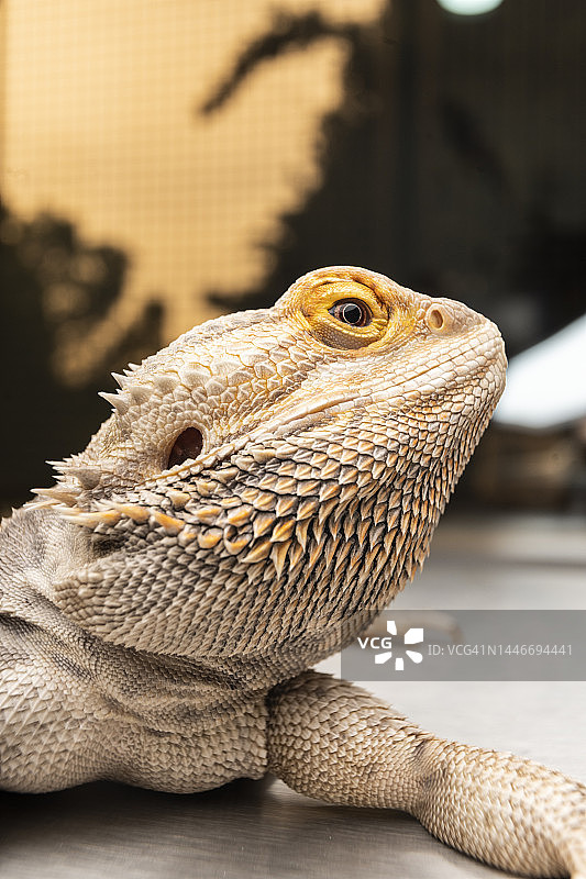 桌子上的鬣蜥特写图片素材