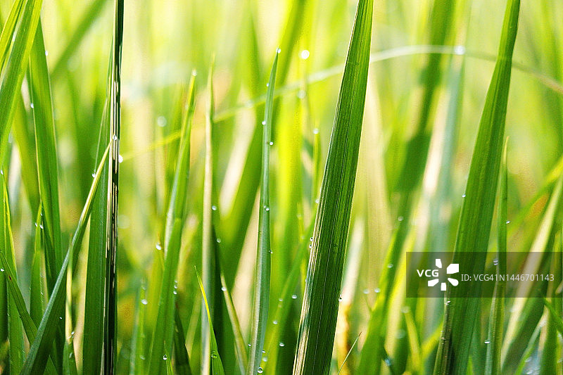 乡村稻田上的有机稻米图片素材