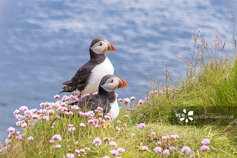 两只海鹦站在盛开的野花丛中图片素材