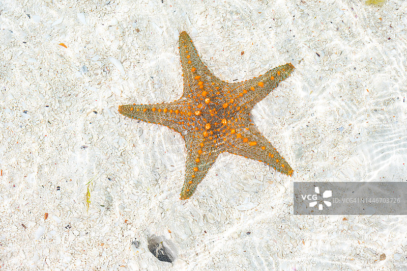 桑给巴尔岛白色沙滩上的水下海星，坦桑尼亚图片素材