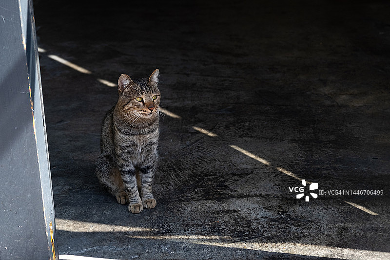 一只孤独的灰猫走在城市街道的人行道上图片素材