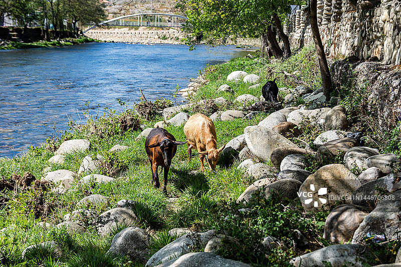在西班牙埃斯特雷马杜拉Navaconcejo河岸边吃草的山羊群图片素材