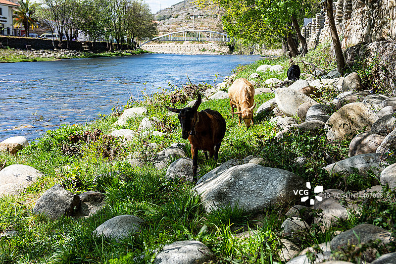在西班牙埃斯特雷马杜拉Navaconcejo河岸边吃草的山羊群图片素材