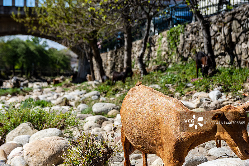 在西班牙埃斯特雷马杜拉Navaconcejo河岸边吃草的山羊群图片素材