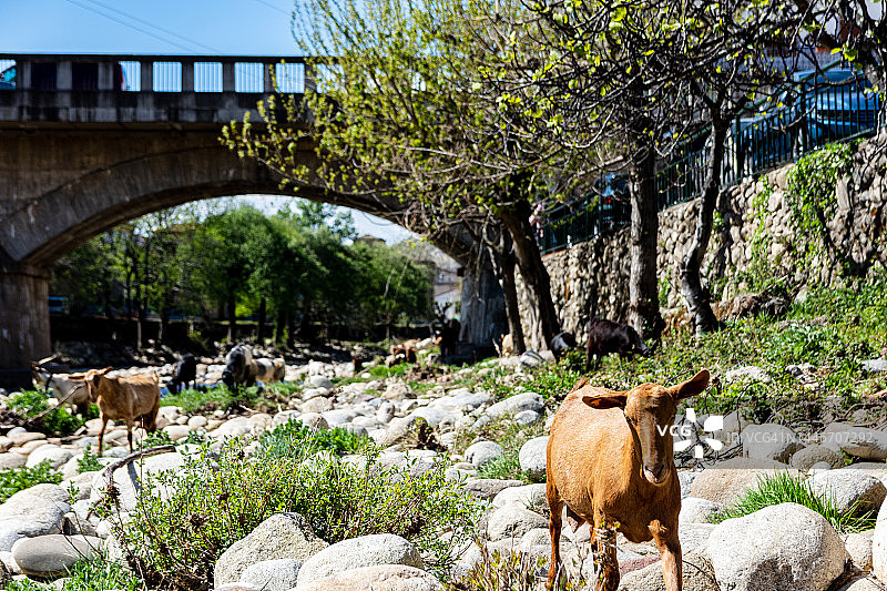 在西班牙埃斯特雷马杜拉Navaconcejo河岸边吃草的山羊群图片素材
