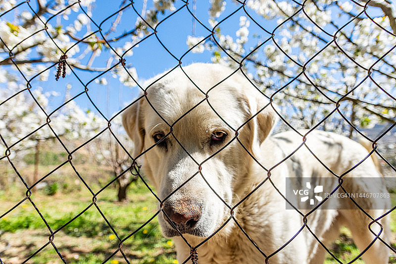 在西班牙赫尔特河谷樱花树背景下的白色拉布拉多犬肖像图片素材