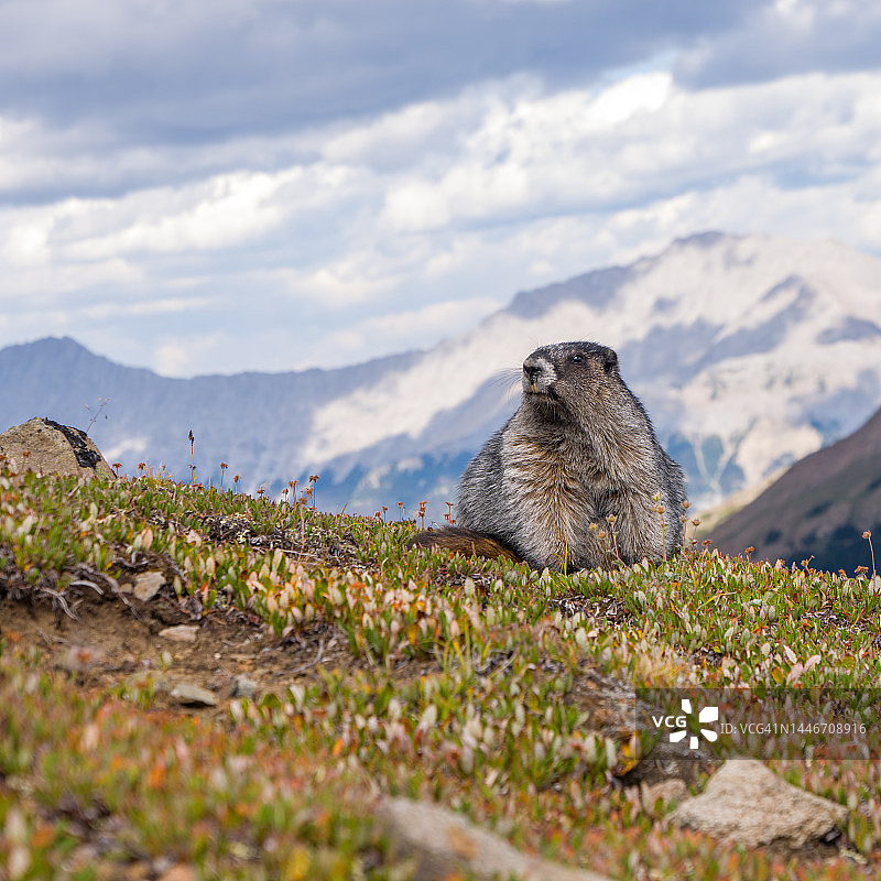 山中的旱獭图片素材