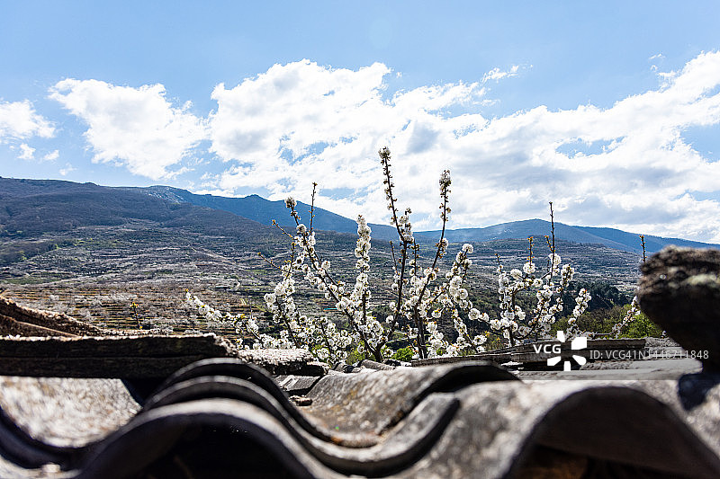 西班牙纳瓦孔塞霍的乌拉尔岩屋顶和樱花树图片素材