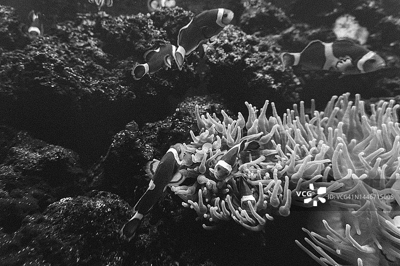 小丑鱼图片素材