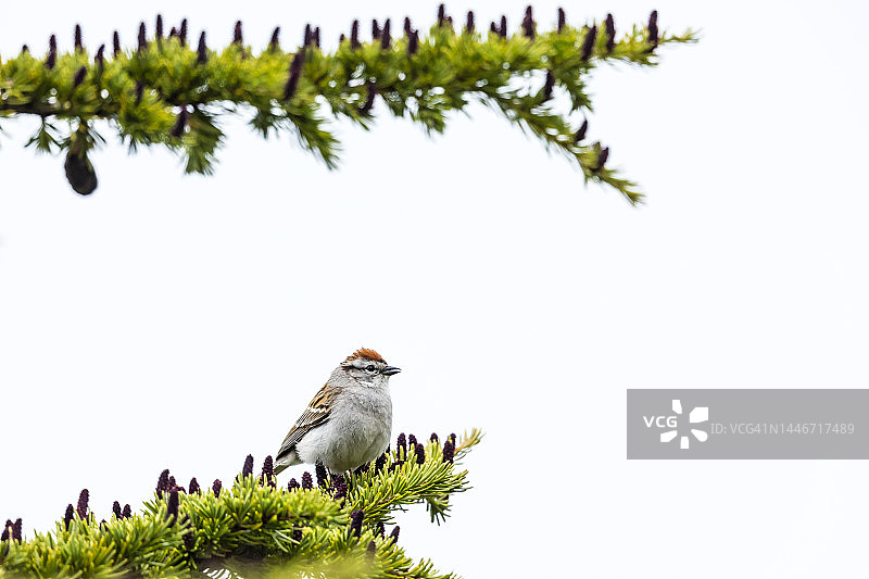 鸣雀，加拿大雷夫尔斯托克山国家公园图片素材