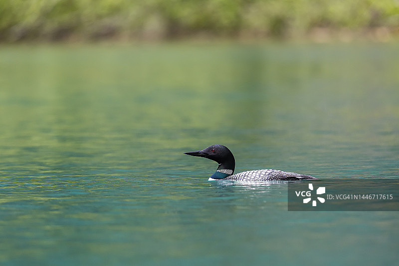 普通潜鸟图片素材