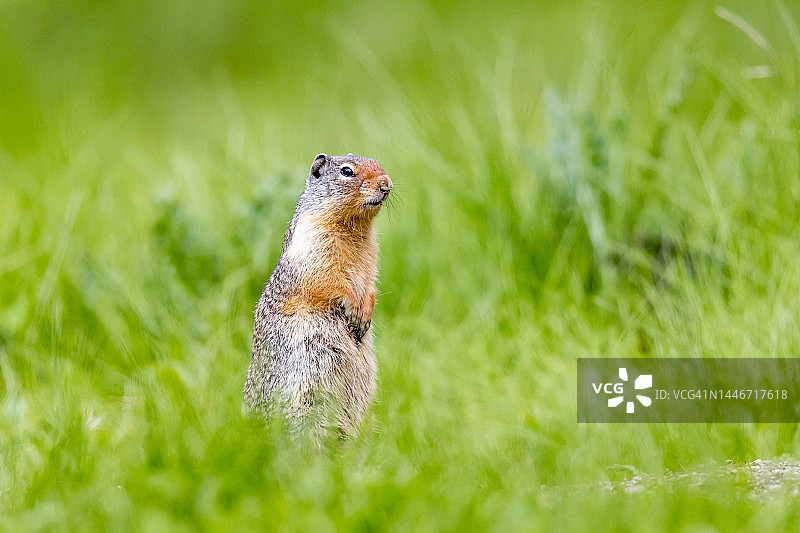 哥伦比亚地松鼠图片素材