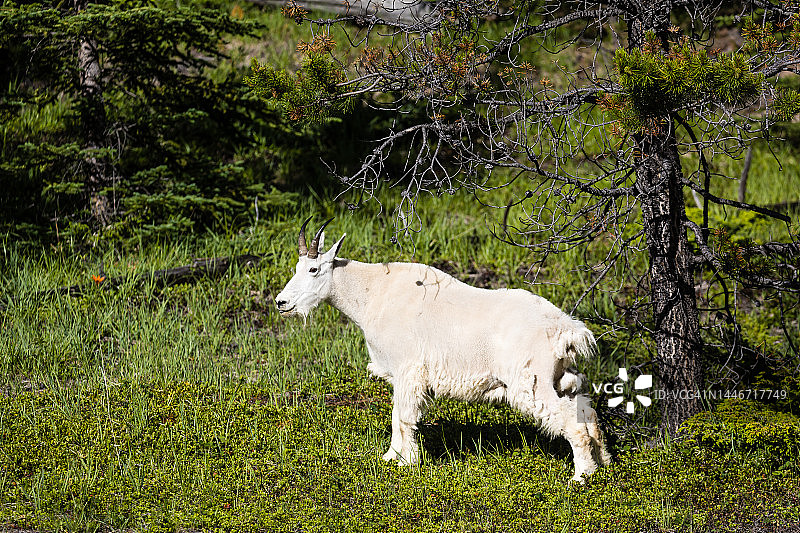 加拿大贾斯珀国家公园的山羊图片素材