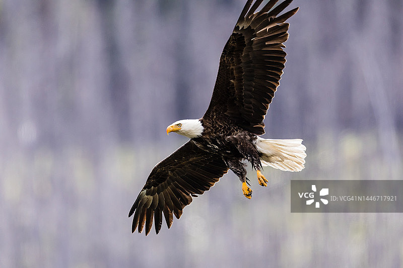 加拿大贾斯珀国家公园飞翔的秃鹰图片素材
