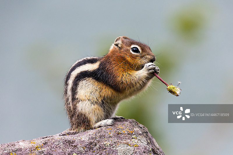加拿大贾斯珀国家公园，金背地松鼠正在吃蒲公英图片素材