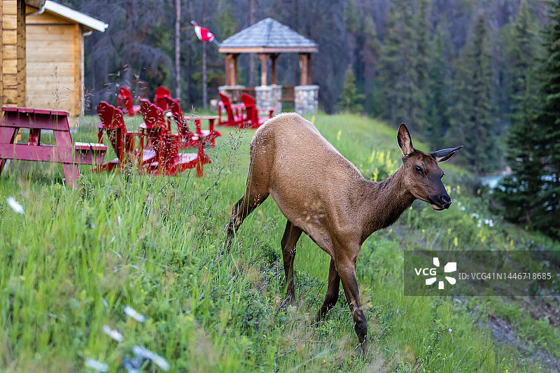 母麋，加拿大贾斯珀国家公园图片素材