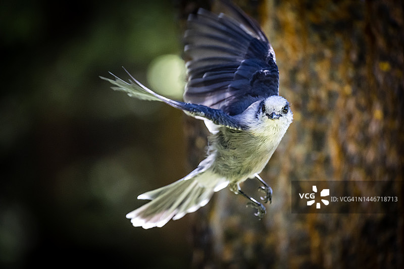 加拿大山鸦，贾斯珀国家公园图片素材
