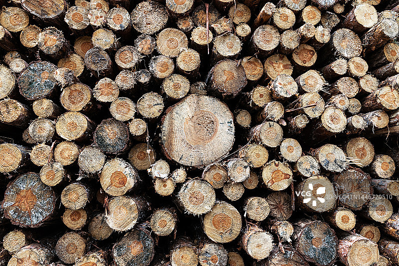 冬季堆叠的树干木柴图片素材