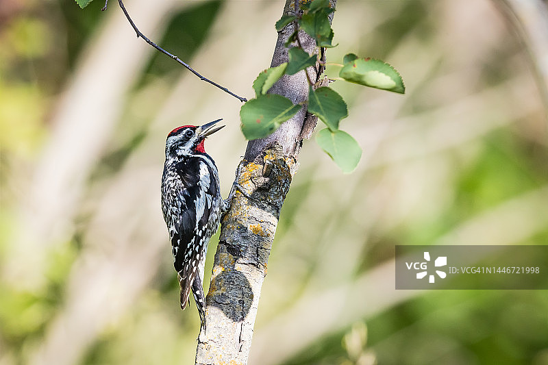 黄腹啄木鸟（雄性），加拿大埃尔克岛国家公园图片素材