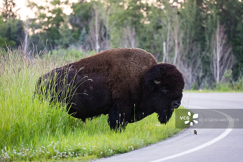 加拿大麋鹿岛国家公园的美国野牛与鸟图片素材