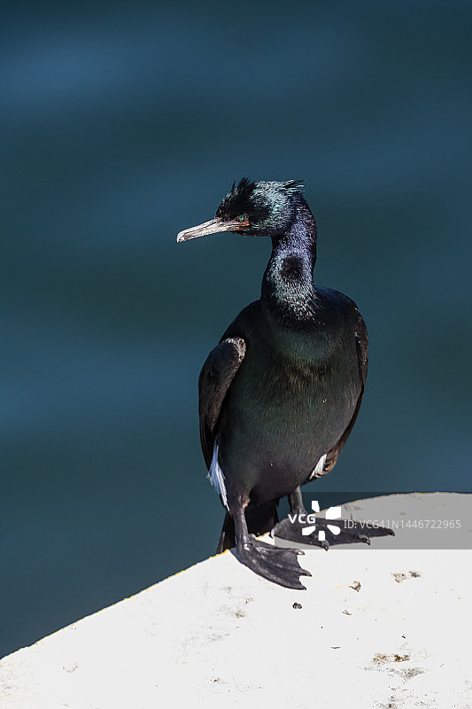 普通鸬鹚，加拿大维多利亚图片素材