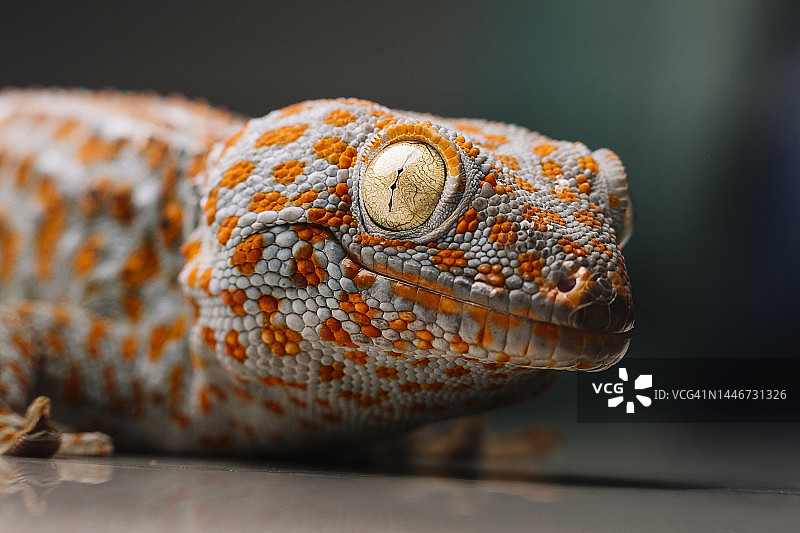 桌子上斑点壁虎特写图片素材