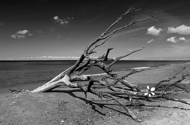 海滩上的浮木（黑白）图片素材