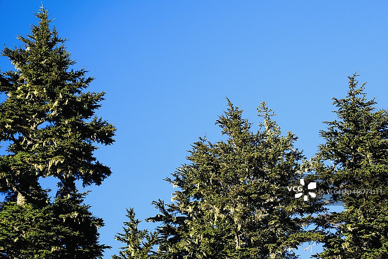 晴朗蓝天下的常绿树图片素材