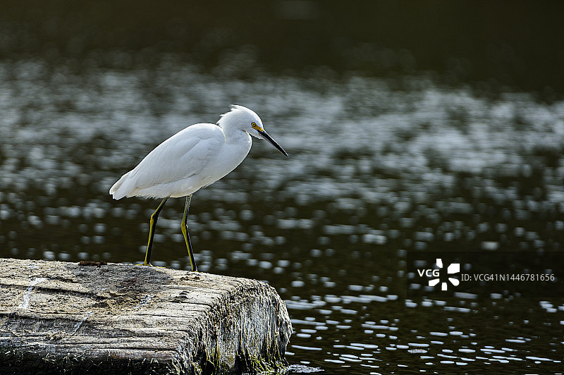 雪地觅食（沿海湖泊，远景）图片素材